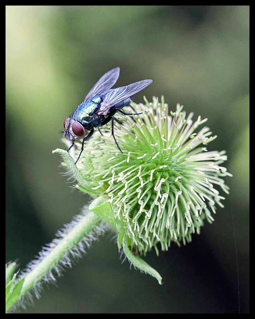 A Fly By by gardencat