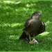 Sparrow hawk  by rosiekind