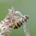 Hover Fly by gamelee