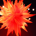 Chihuly Starburst by nanderson