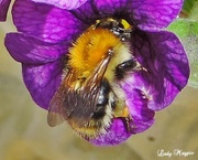 30th Jun 2013 - Fat Bee attempts Small Flower.