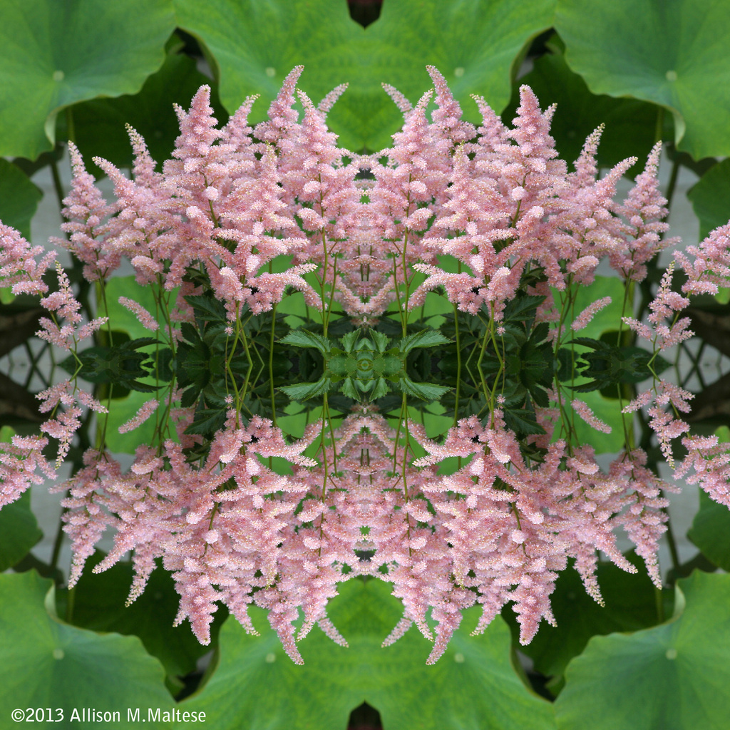 Pink Astillbe Collage by falcon11