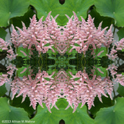 29th Jun 2013 - Pink Astillbe Collage