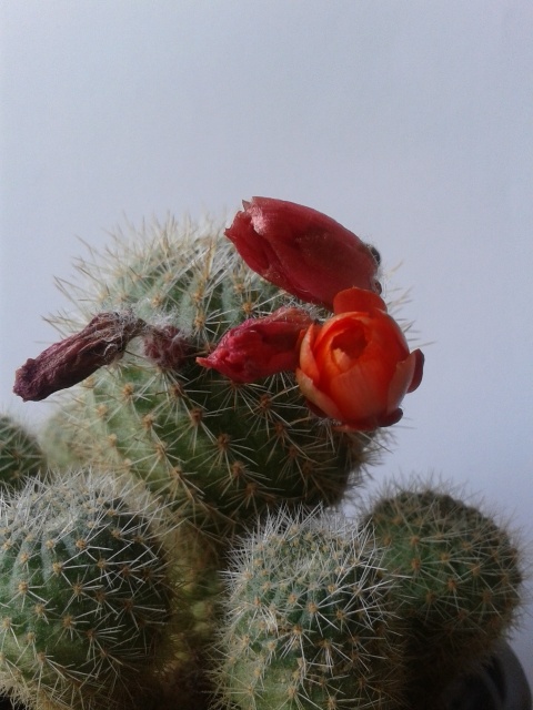#185 Cactus flowering by denidouble