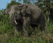 17th Mar 2013 - Pygmy elephant