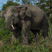 Pygmy elephant by rachel70