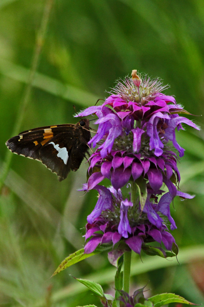 Silver Spotted Skipper by milaniet