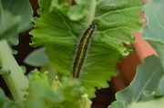 30th Jun 2013 - catterpillar