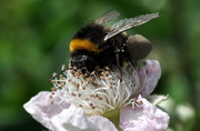 29th Jun 2013 - The Pollen Eater