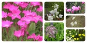 1st Jul 2013 - Floral collage in my garden.