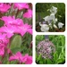 Floral collage in my garden. by beryl