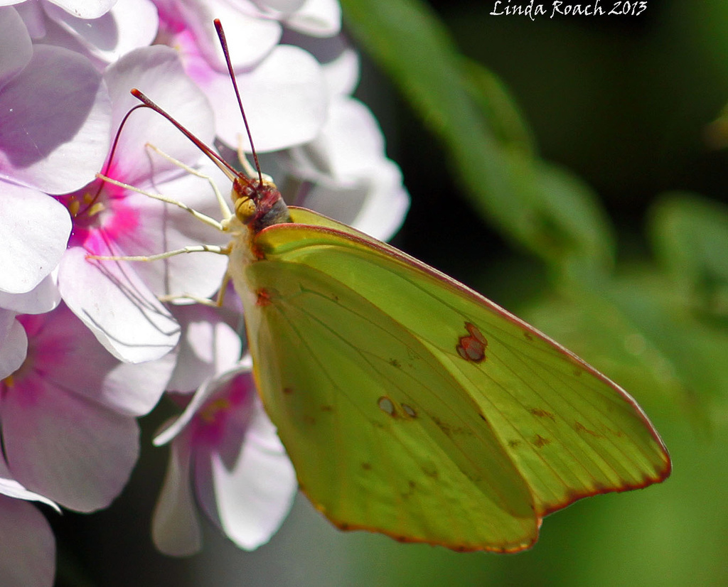 Butterfly on Pink Flower by grannysue