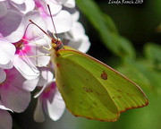 30th Jun 2013 - Butterfly on Pink Flower