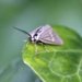 Mr. Moth by melinareyes