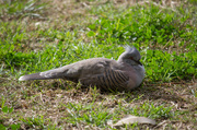 27th Jun 2013 - Crested Pigeon