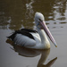 Pelican by goosemanning