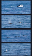 1st Jul 2013 - Whales