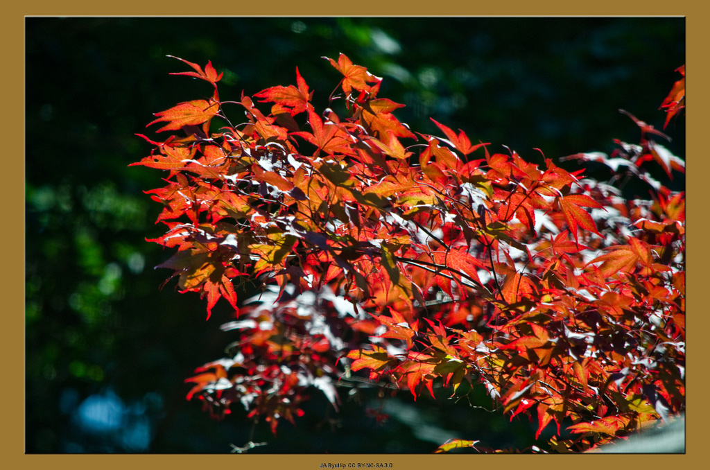 Red leaf maple by byrdlip