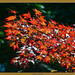Red leaf maple by byrdlip