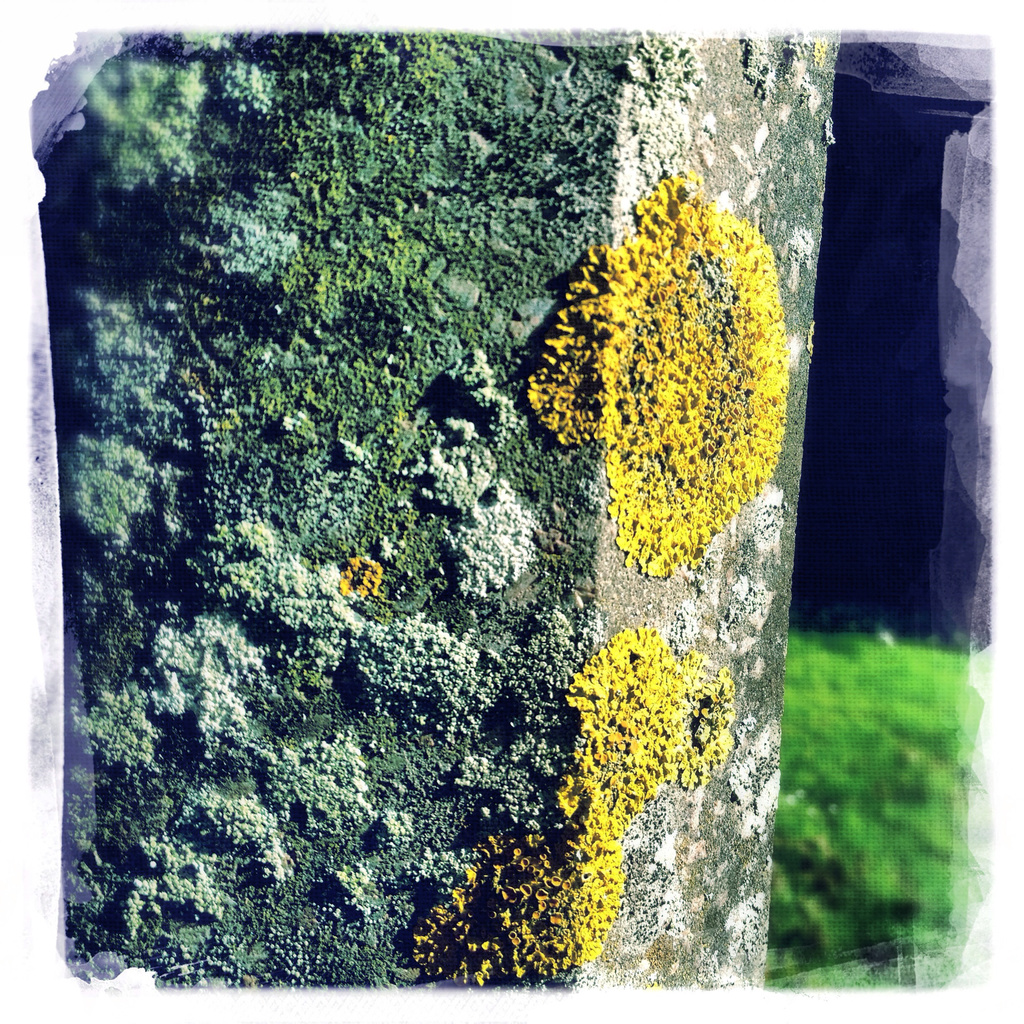 Moss on lamppost by manek43509