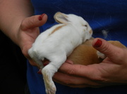 18th May 2013 - A handful of baby bunnies