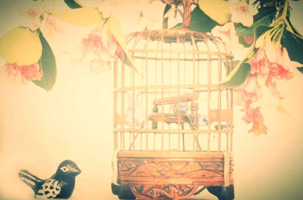 Bird cage and escapee  by jesperani