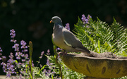 30th Jun 2013 - Pigeon