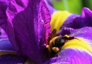 23rd Jun 2013 - The Very Determined Bee