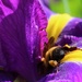 The Very Determined Bee by jyokota