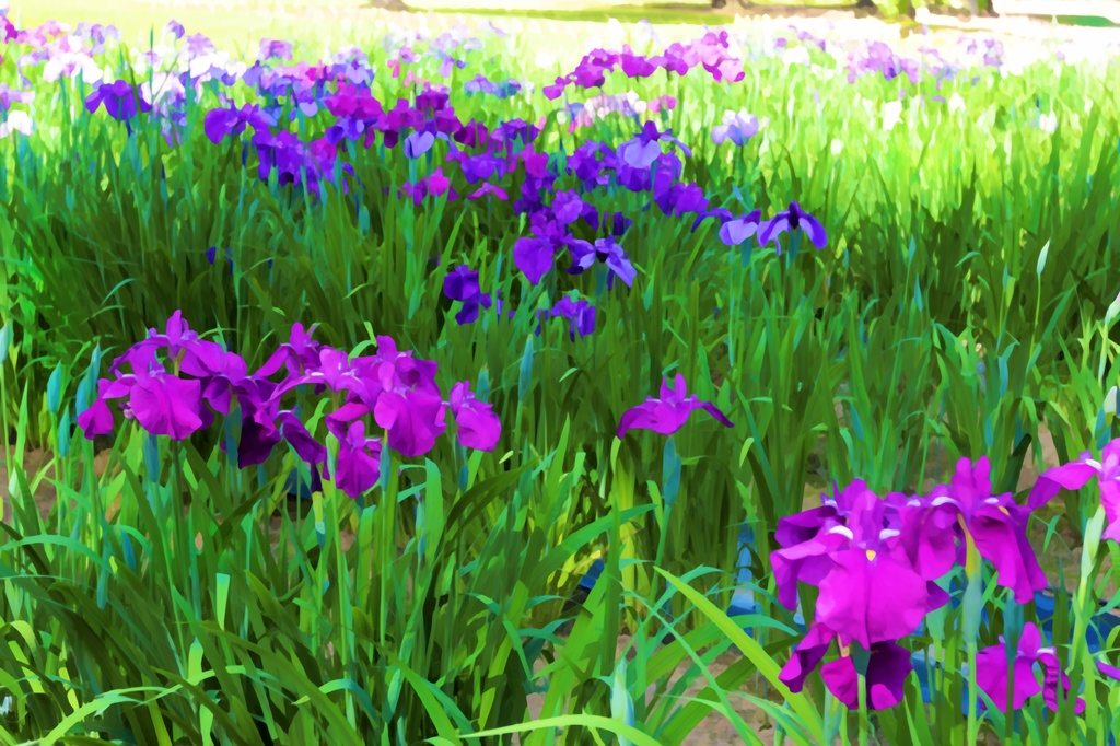 Iris Garden at Moutsuji by jyokota