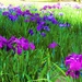 Iris Garden at Moutsuji by jyokota