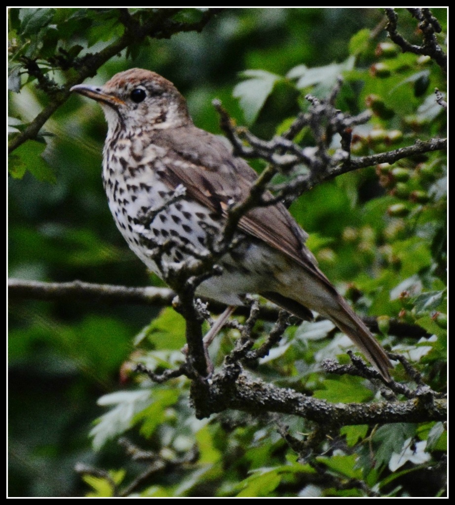 Thrush by rosiekind