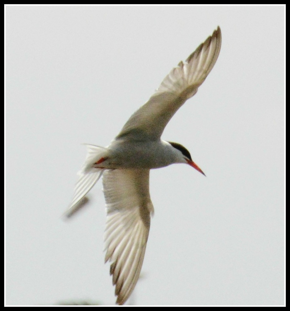 Not sure whether this is a gull or a tern by rosiekind