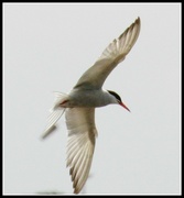 1st Jul 2013 - Not sure whether this is a gull or a tern