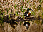 1st Jul 2013 - Male Shoveler Keeping Guard