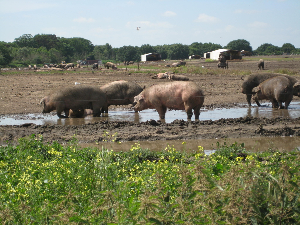  Pigs in a Puddle by susiemc
