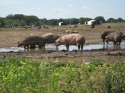 30th Jun 2013 -  Pigs in a Puddle