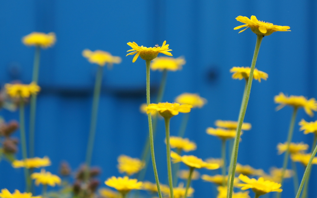 Yellow on blue by boxplayer