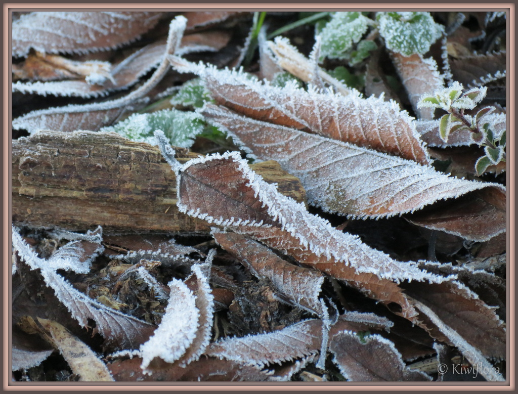 Frosty leaves by kiwiflora