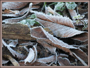 2nd Jul 2013 - Frosty leaves
