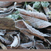 Frosty leaves by kiwiflora