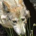 Day 27 Wolf in the Weeds by rminer