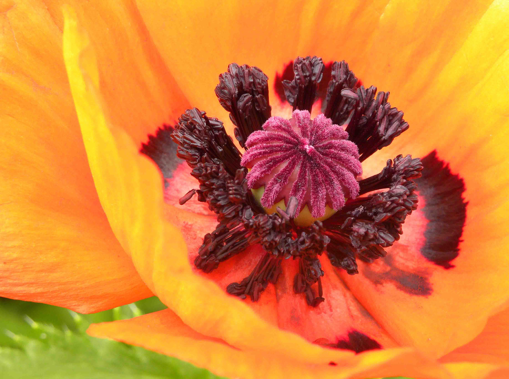 Poppy by sunnygreenwood