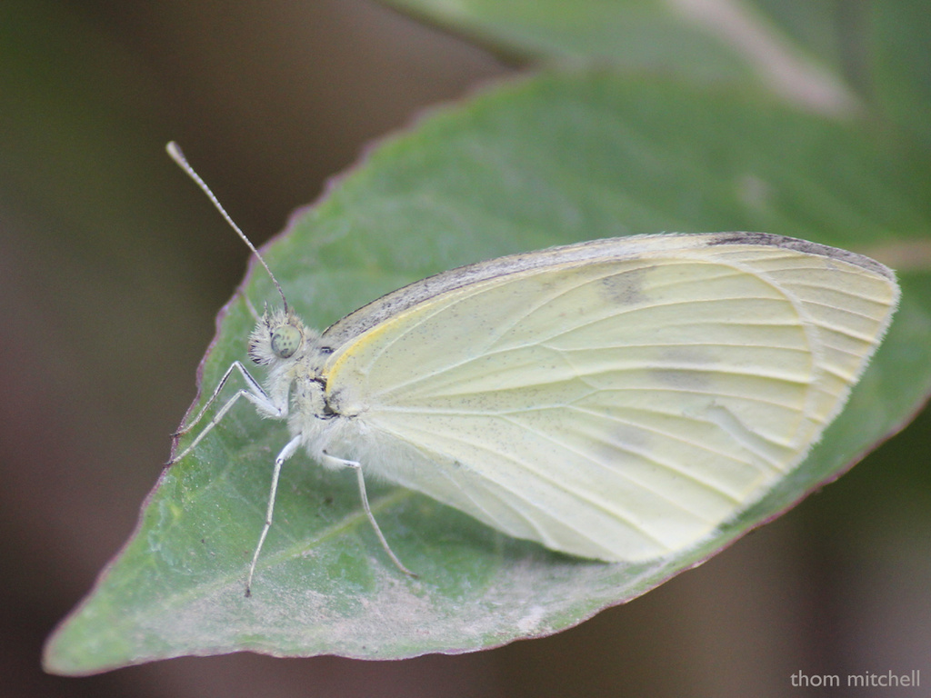 Cabbage White (female) by rhoing