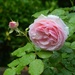 Rose "Pierre de Ronsard" by parisouailleurs