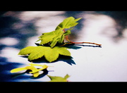 1st Jul 2013 - Maple Leaf - Canada Day