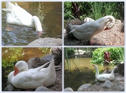 12th Jun 2013 - Goose Collage 