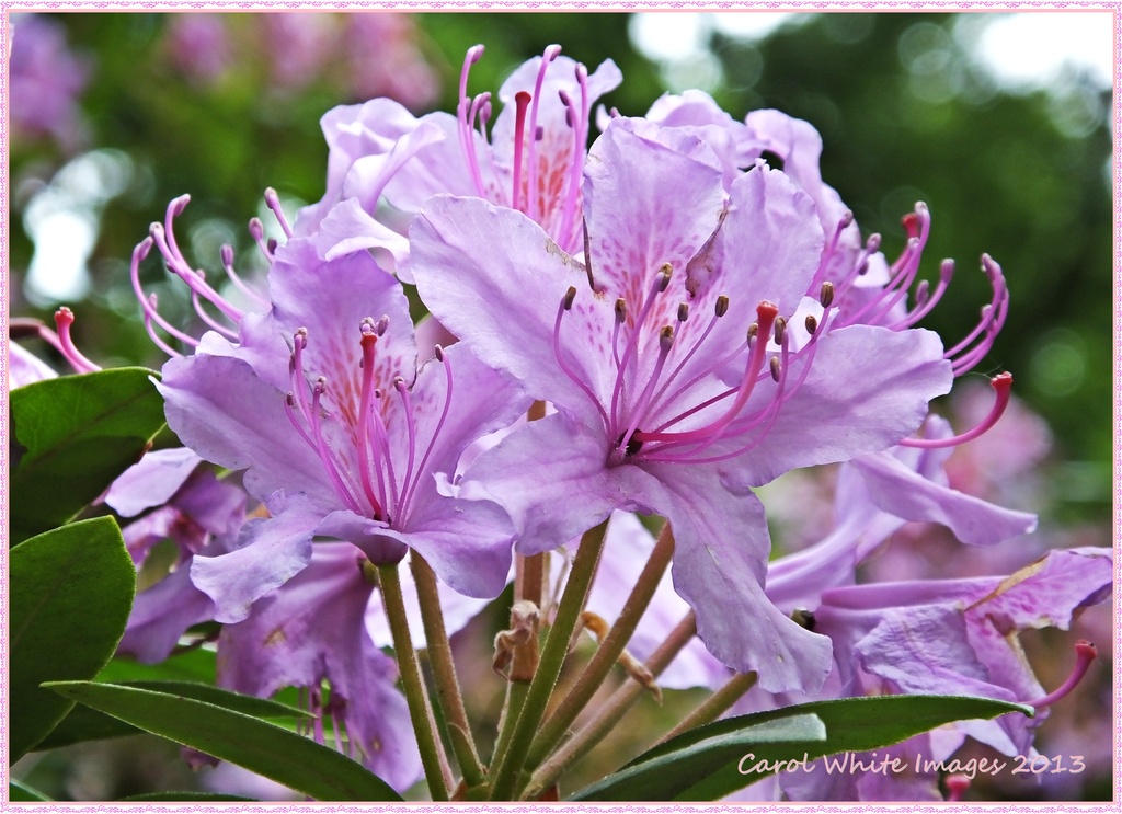 Rhododendron by carolmw