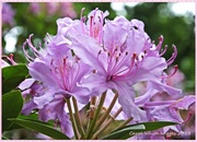 2nd Jul 2013 - Rhododendron