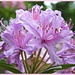 Rhododendron by carolmw